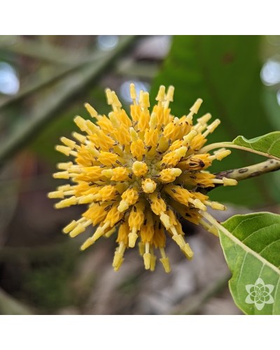 Kratom Super White Sumatra