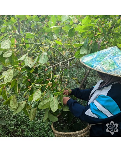 Kratom Super Maeng Da White