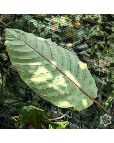 Kratom Super Bentuangie