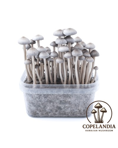 Premium Copelandia Hawaiian Magic Mushroom Grow Kit - Panaeolus Cyanescens