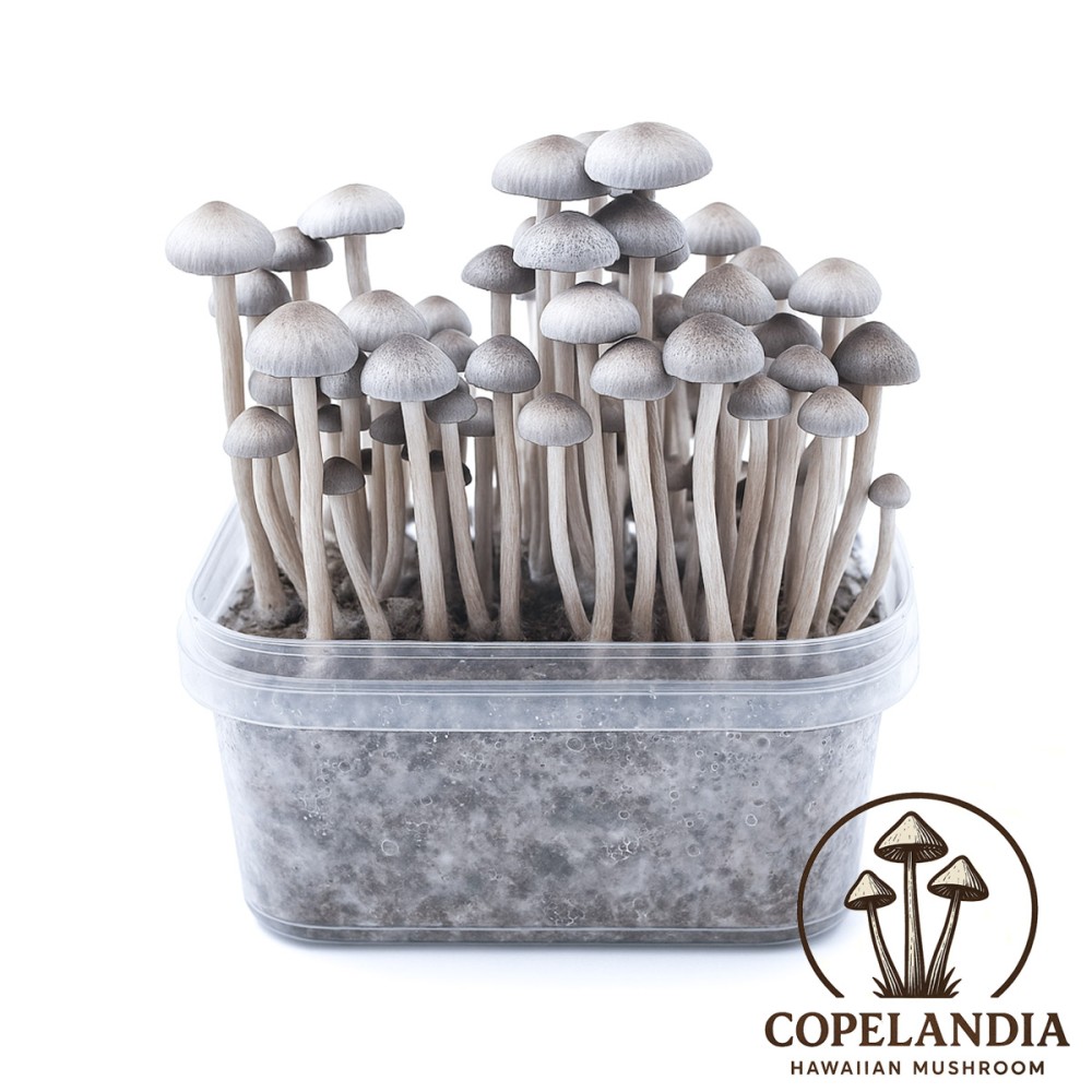 Premium Copelandia Hawaiian Magic Mushroom Grow Kit - Panaeolus Cyanescens