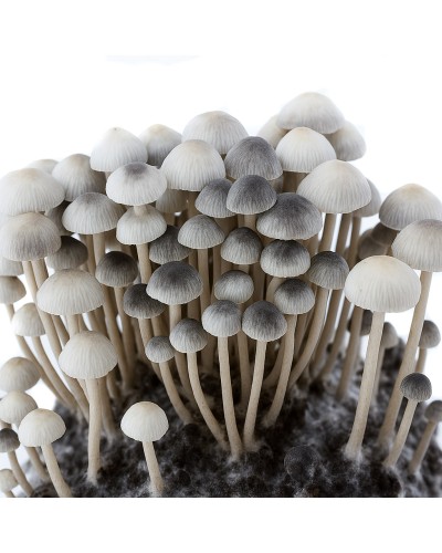 Premium Copelandia Hawaiian Magic Mushroom Grow Kit - Panaeolus Cyanescens