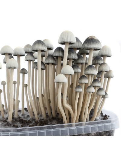 Premium Copelandia Hawaiian Magic Mushroom Grow Kit - Panaeolus Cyanescens