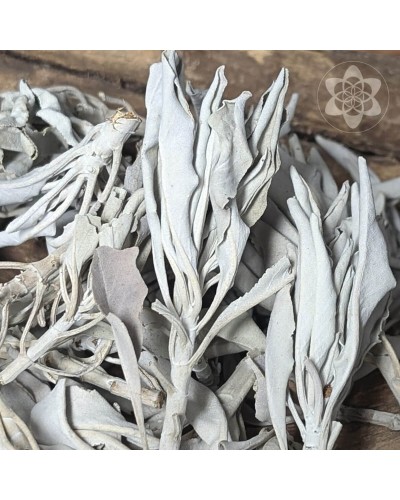 White Sage - Clusters