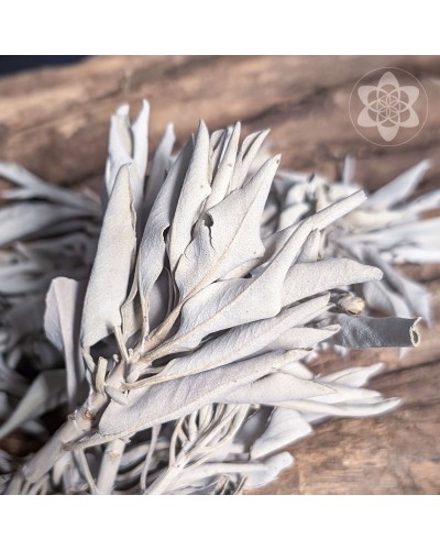 White Sage - Clusters