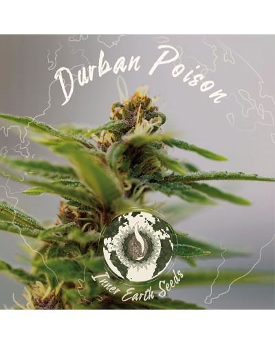 Durban Poison Auto Feminized