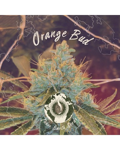 Orange Bud Auto Feminized