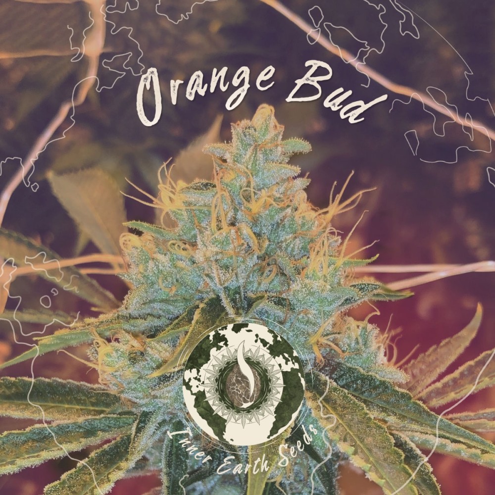 Orange Bud Auto Feminized