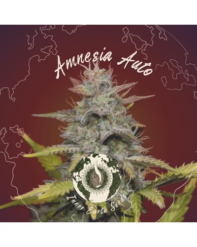 Amnesia Auto Feminized