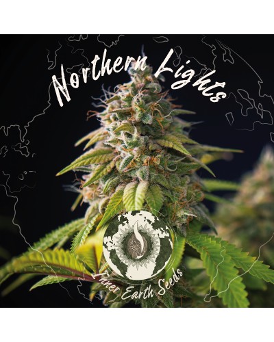 Northern Lights Feminized