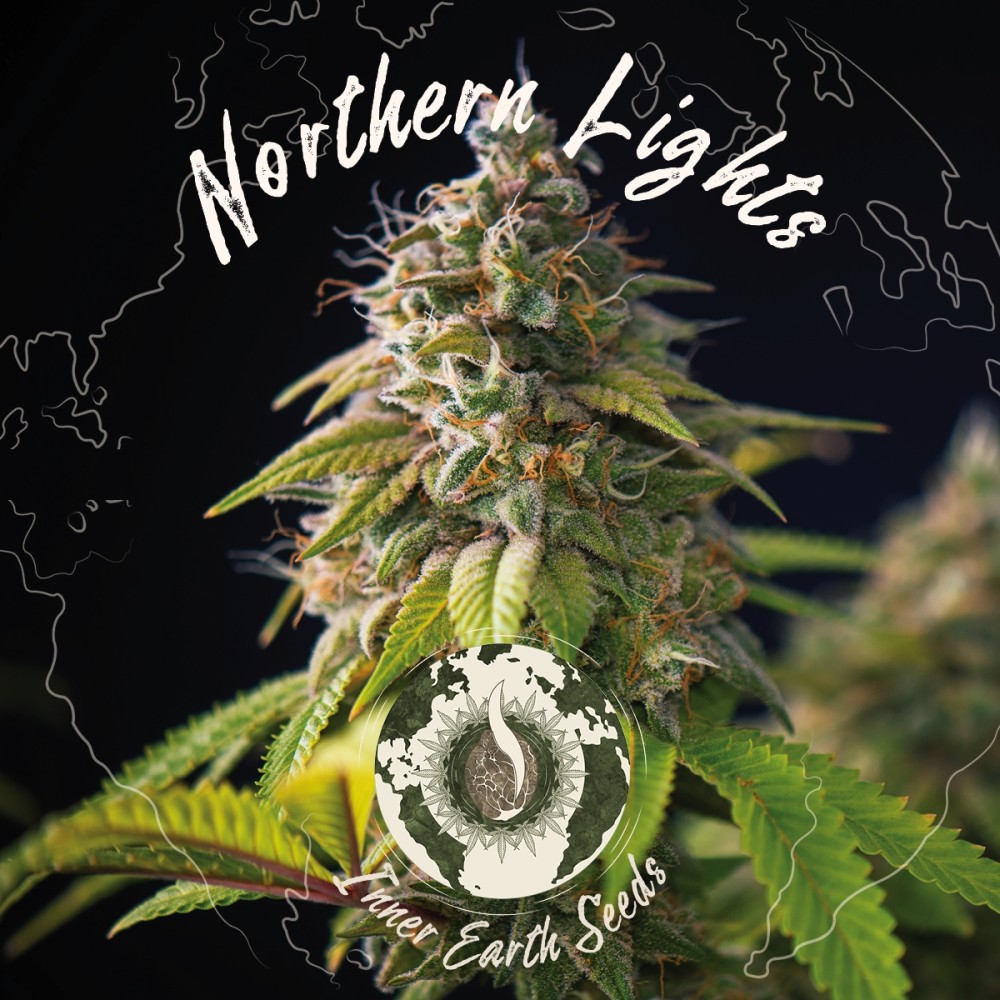 Northern Lights Feminized
