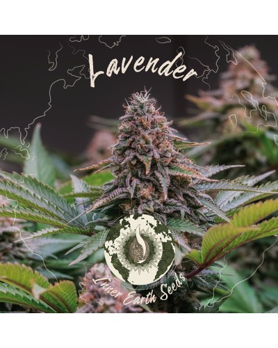 Lavender Feminized