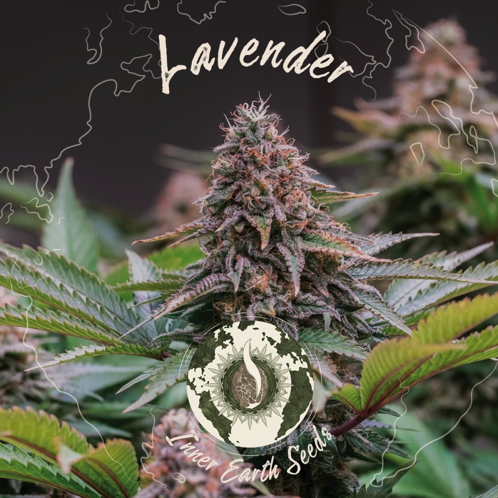 Lavender Feminized