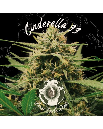 Cinderella 99 Feminized
