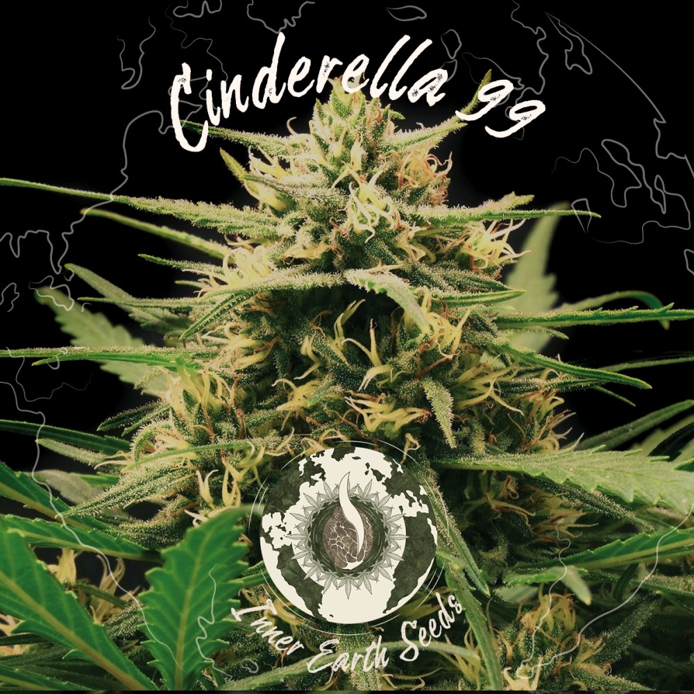 Cinderella 99 Feminized