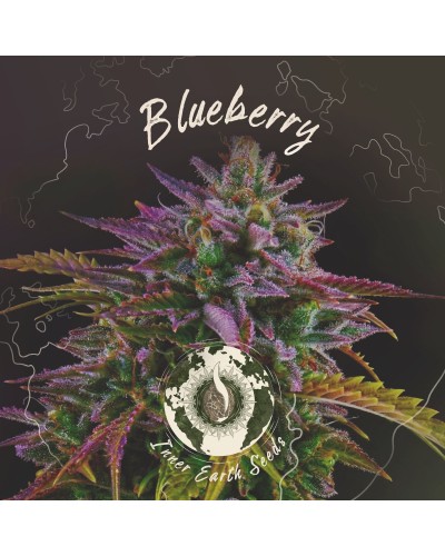 Blueberry Feminized