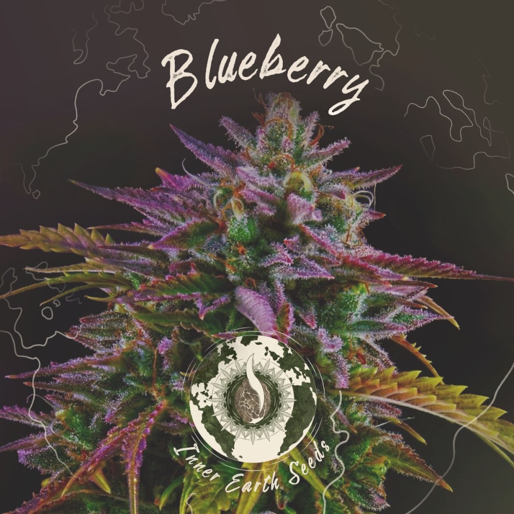 Blueberry Feminized