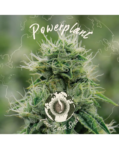 Power Plant Feminized