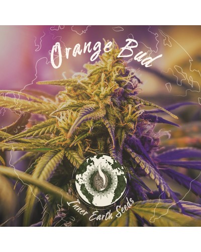 Orange Bud Feminized