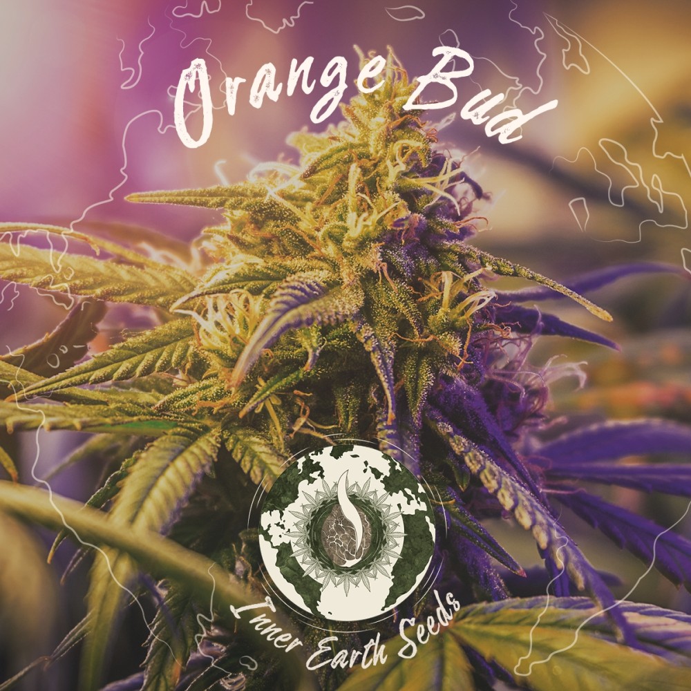 Orange Bud Feminized