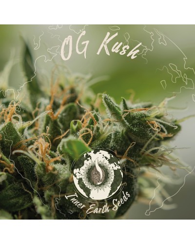 OG Kush Feminized