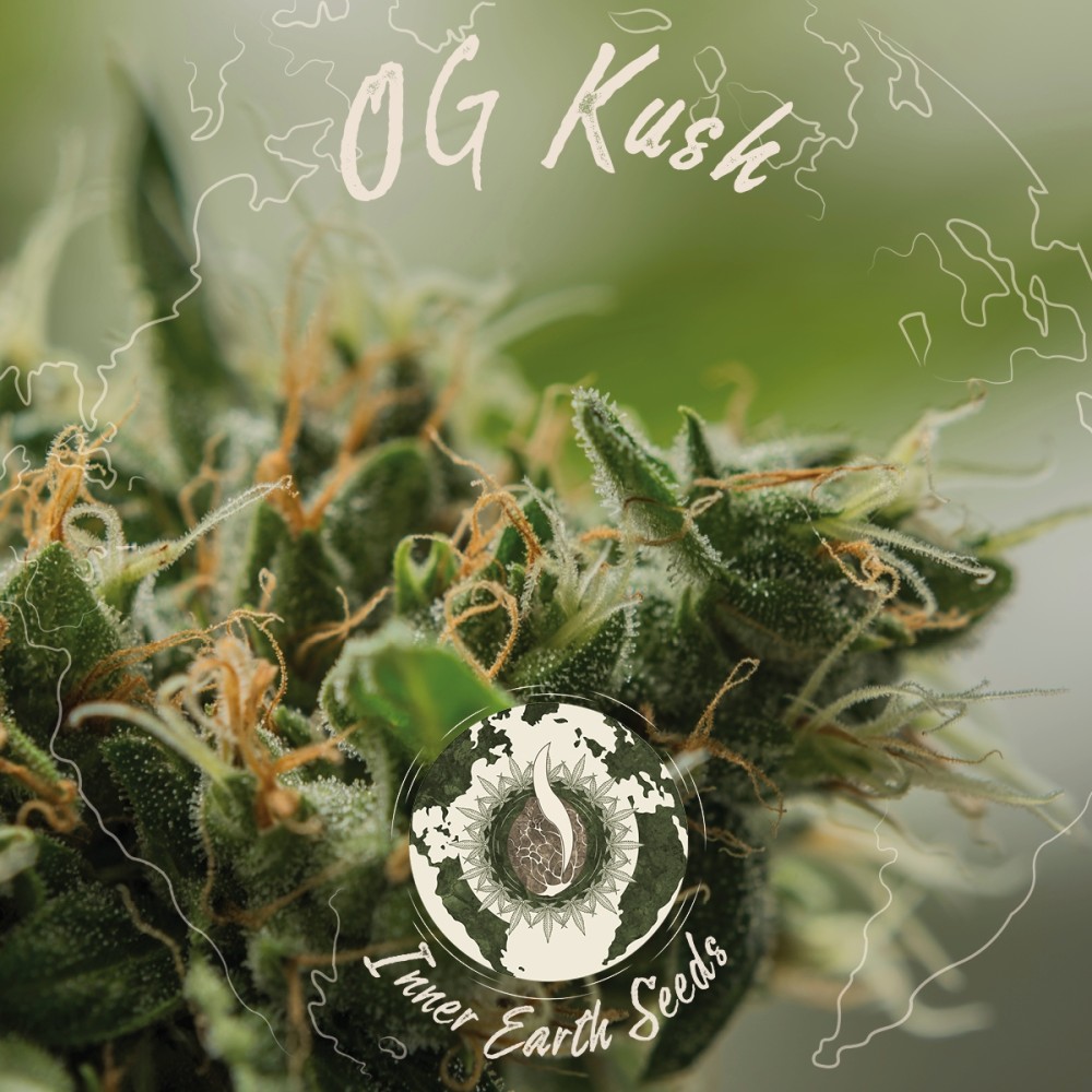 OG Kush Feminized