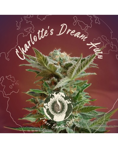 Charlotte's Dream Auto (Medical CBD Strain)