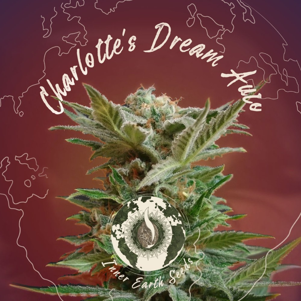 Charlotte's Dream Auto (Medical CBD Strain)