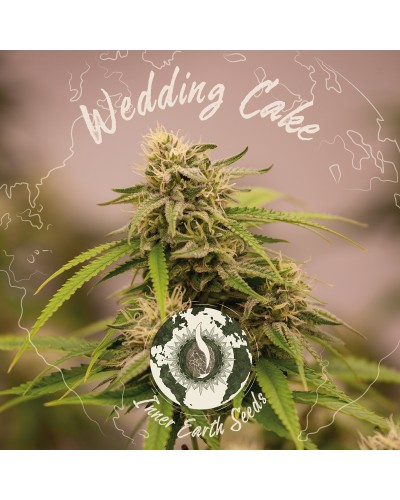 Wedding Cake Feminized