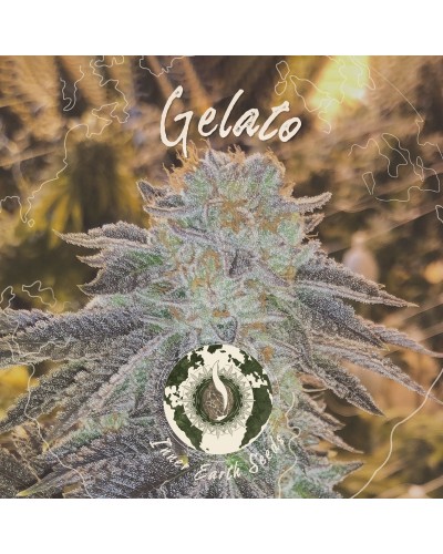 Gelato Feminized