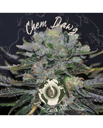 Chemdawg Feminized