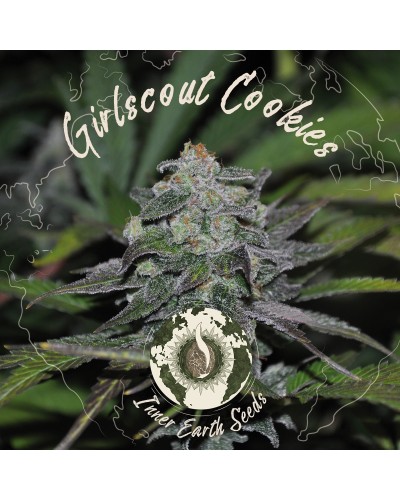 Girl Scout Cookies Feminized