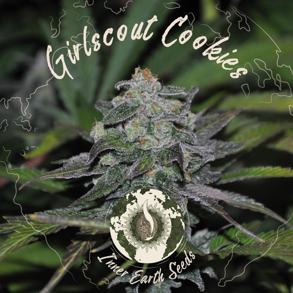 Girl Scout Cookies Feminized