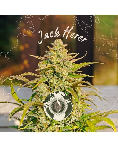 Jack Herrer Feminized