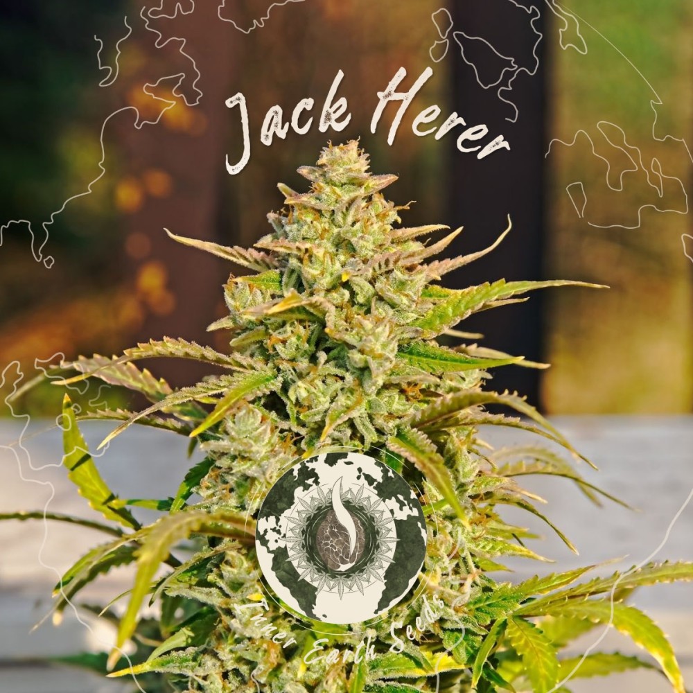 Jack Herrer Feminized