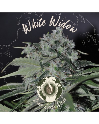White Widow Feminized