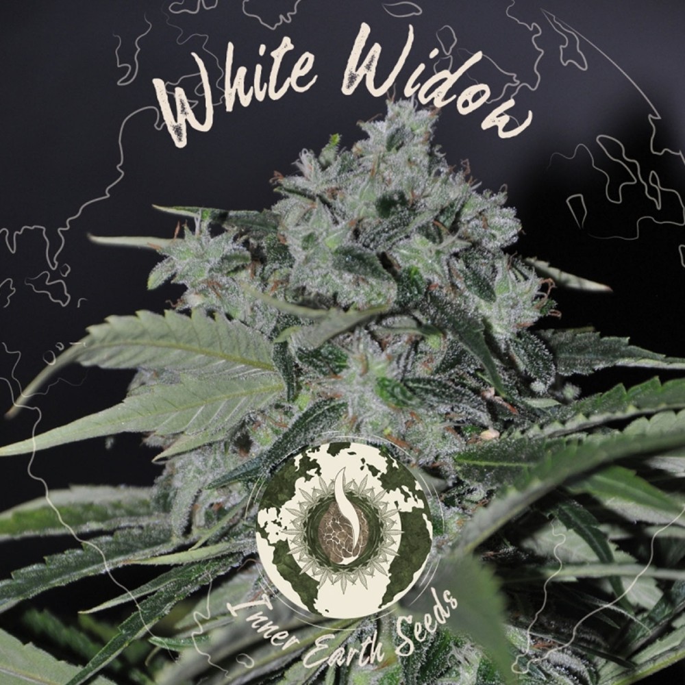 White Widow Feminized