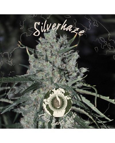 Silver Haze Feminized