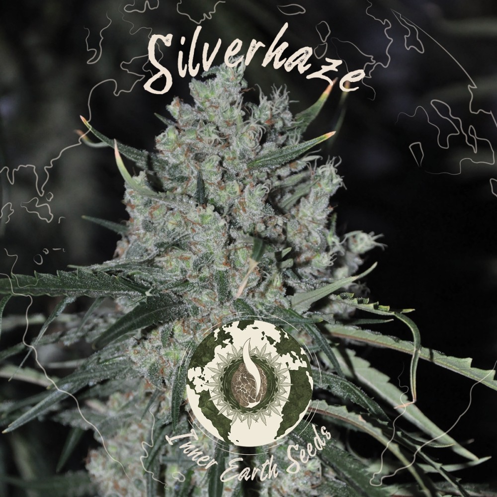 Silver Haze Feminized