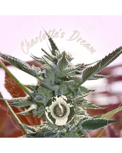 Charlotte's Dream (Medical CBD Strain)
