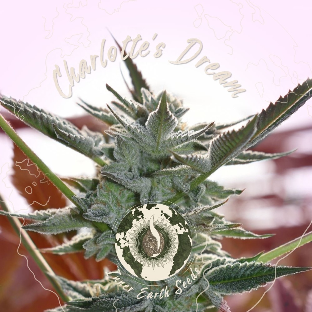 Charlotte's Dream (Medical CBD Strain)