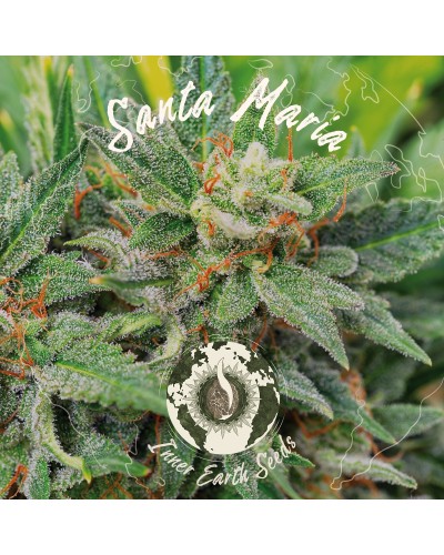 Santa Maria Feminized