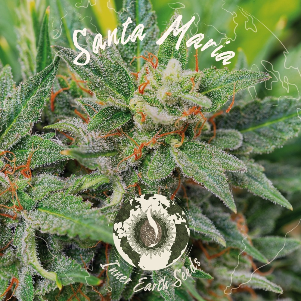 Santa Maria Feminized