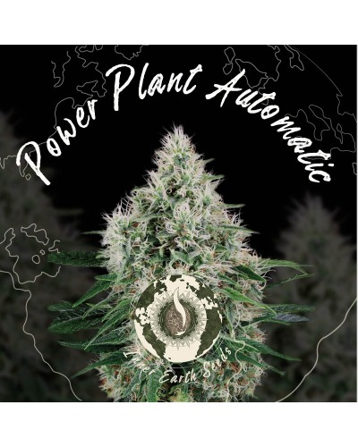 Power Plant Autoflower Feminized