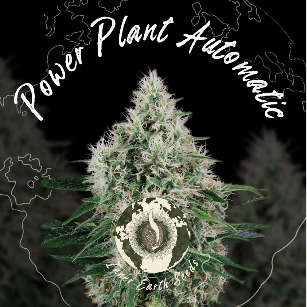 Power Plant Autoflower Feminized