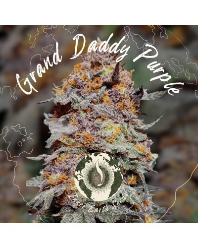 Granddaddy Purple Feminized