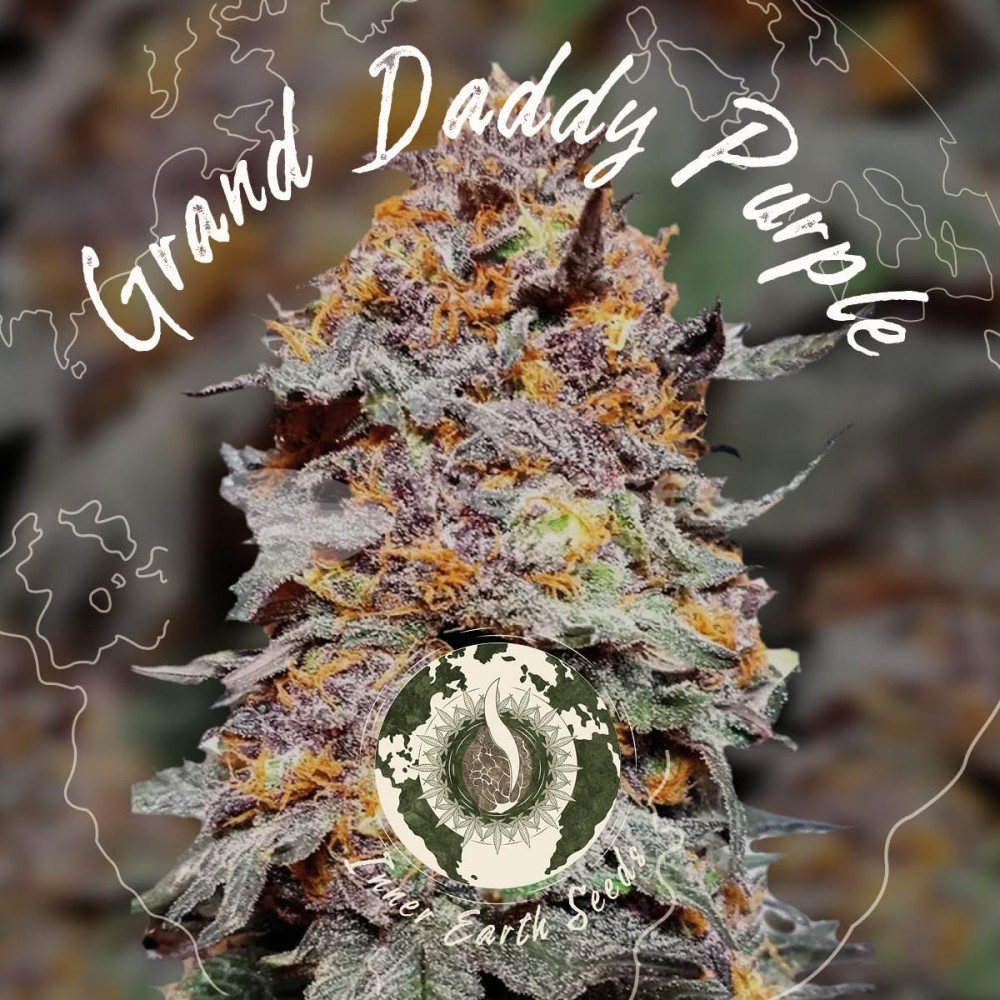 Granddaddy Purple Feminized