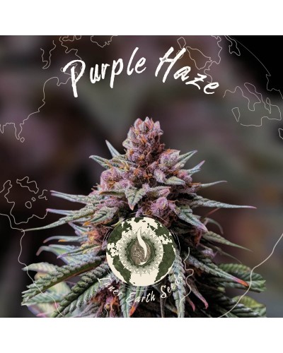 Purple Haze Feminized