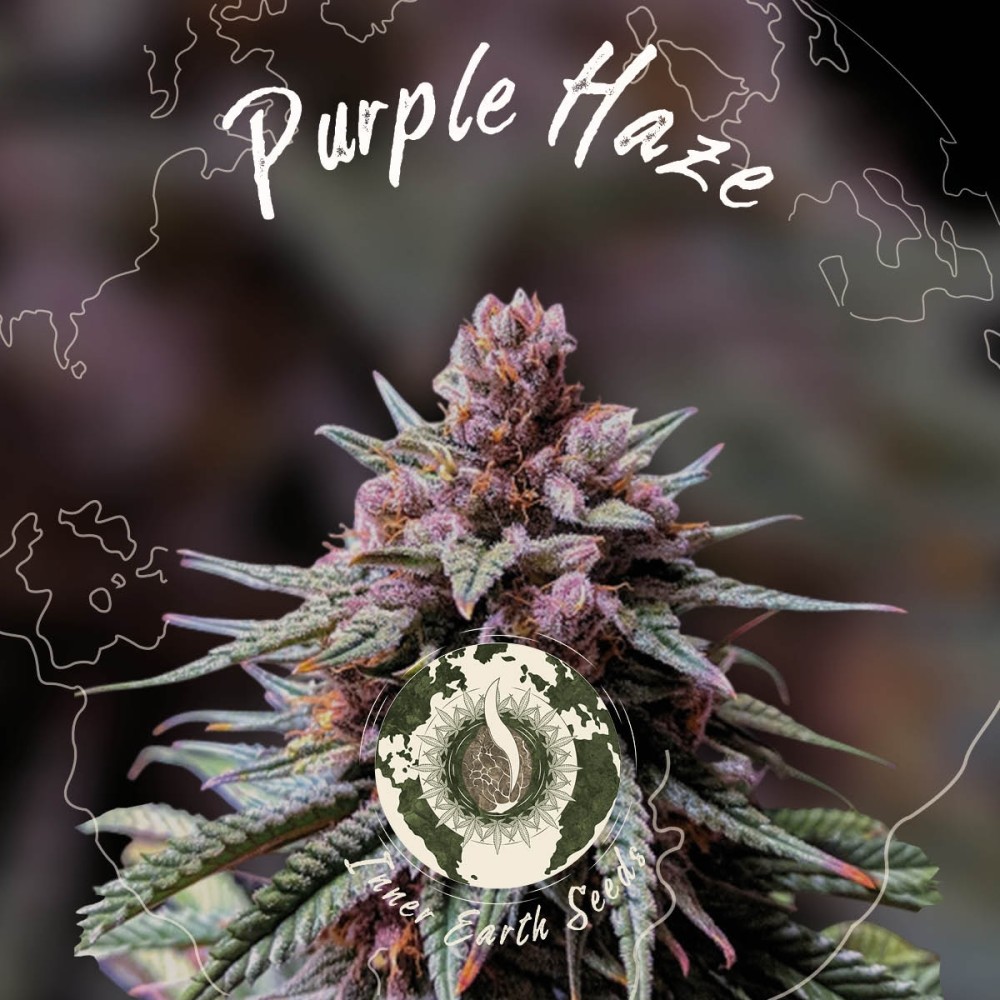 Purple Haze Feminized