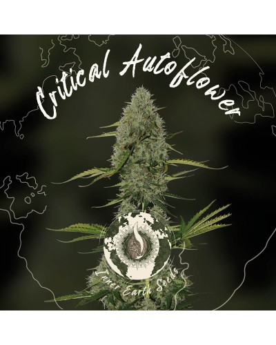 Critical Autoflower Feminized